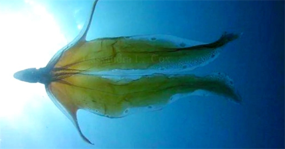 毯子章鱼:海洋中的神秘生物 毯子章鱼:海洋中的神秘生物