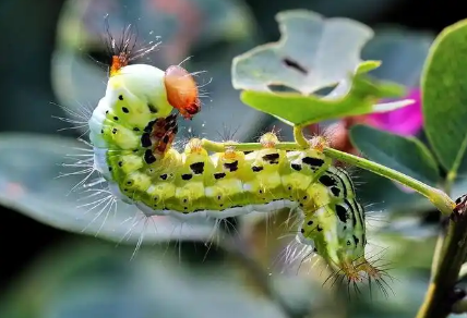 毛毛虫的天敌是谁