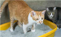 猫到处撒尿怎么解决