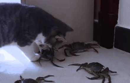 小猫吃完螃蟹多久会死掉