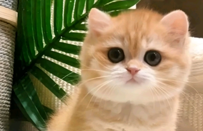 猫咪生宝宝脚先出来能拽吗