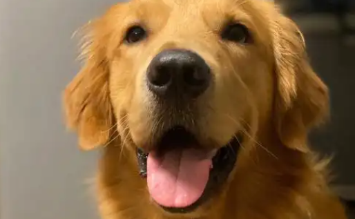 狗狗口臭怎么处理最好