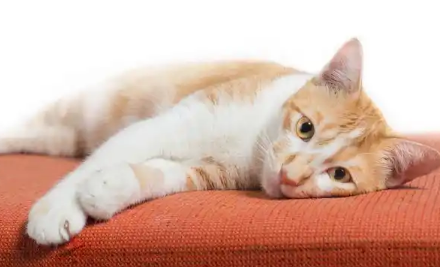猫应激反应多久能恢复过来 猫应激反应多久能恢复过来