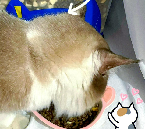 活力泰猫粮：为何选择这款猫粮？