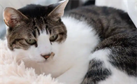 等猫咪发腮之后再带去绝育有用吗