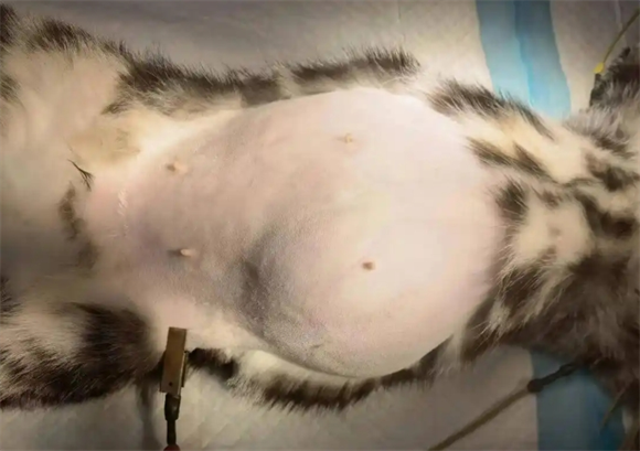 小猫咪呼吸急促腹部起伏是怎么了 小猫咪呼吸急促腹部起伏是怎么了