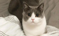 猫咪眼睛一圈红红的怎么回事