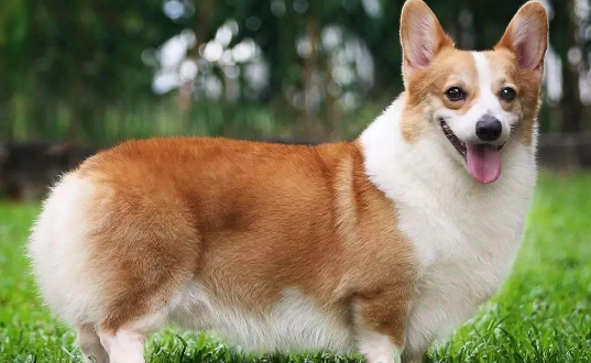 威尔斯柯基犬：英国女王的爱犬，充满童话色彩的犬种