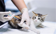 猫咪绝育后为什么还叫