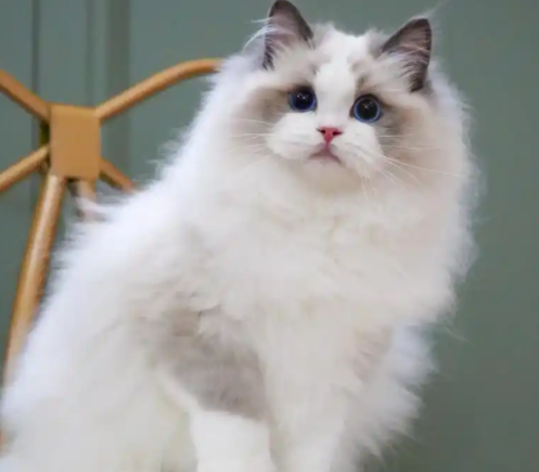 养猫干货:布偶猫粮哪个牌子质量好性价比高 养猫干货:布偶猫粮哪个牌子质量好性价比高