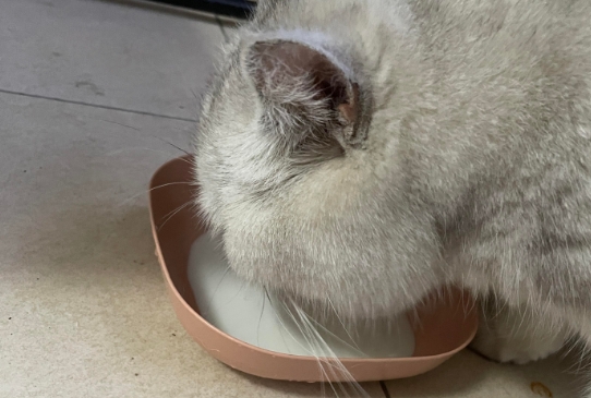 猫咪不能喝牛奶吗 猫咪不能喝牛奶吗