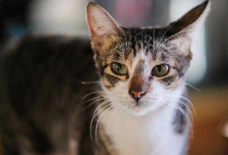 猫咪抽搐如何诊治 猫咪抽搐如何诊治