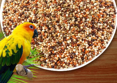 跑来跑去鸽子粮:科学配比,助力赛鸽展翅高飞 跑来跑去鸽子粮:科学配比,助力赛鸽展翅高飞