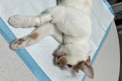 生过小猫的母猫可以绝育吗
