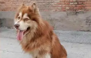狗呕吐白色粘稠泡沫是什么原因 狗呕吐白色粘稠泡沫是什么原因