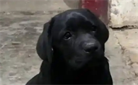 幼犬拉黑色便便正常吗