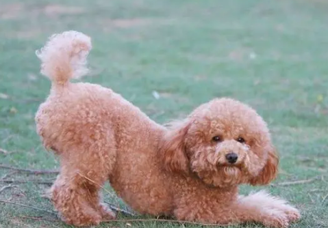 泰迪犬“养久了”,千万不要送养,这6个原因很扎心 泰迪犬“养久了”,千万不要送养,这6个原因很扎心