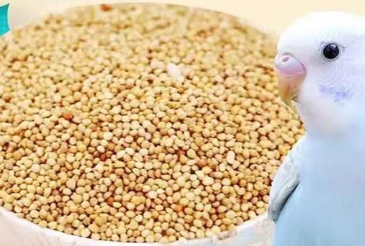 万百惠鹦鹉鸟食多久换一次 万百惠鹦鹉鸟食多久换一次