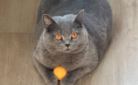 蓝猫可以喝酸奶吗