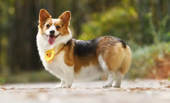威尔斯柯基犬断尾真相:从牧牛场到宠物店的百年传统 威尔斯柯基犬断尾真相:从牧牛场到宠物店的百年传统