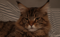 猫需要陪伴吗