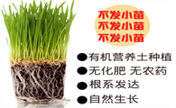 涟木猫草对猫有什么作用