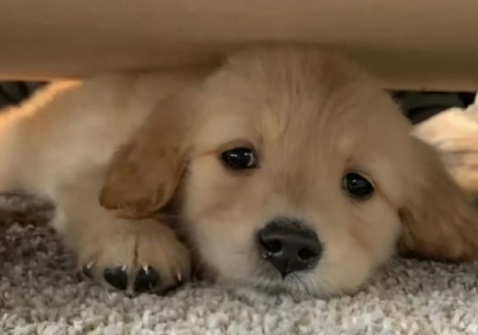 犬瘟热治愈率高吗