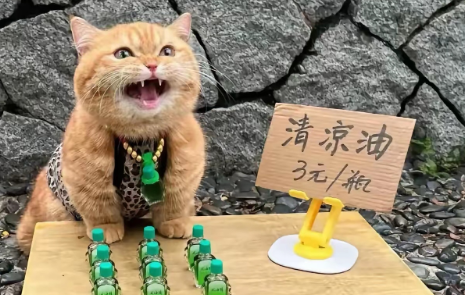 养猫能用清凉油吗