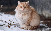 猫咪会什么会早产