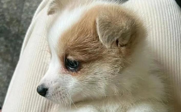 想养好威尔斯柯基犬,不同阶段的饮食一定要严格把控 想养好威尔斯柯基犬,不同阶段的饮食一定要严格把控