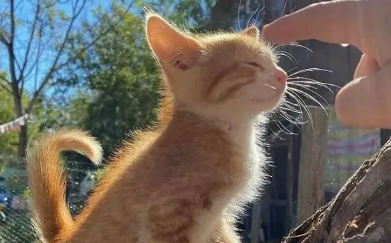 猫咪孕吐是什么样子 猫咪孕吐是什么样子