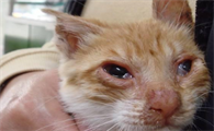 猫感冒了应该怎么办