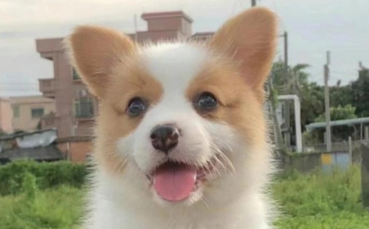 威尔斯柯基犬的智商排名多少?原来它这么聪明! 威尔斯柯基犬的智商排名多少?原来它这么聪明!