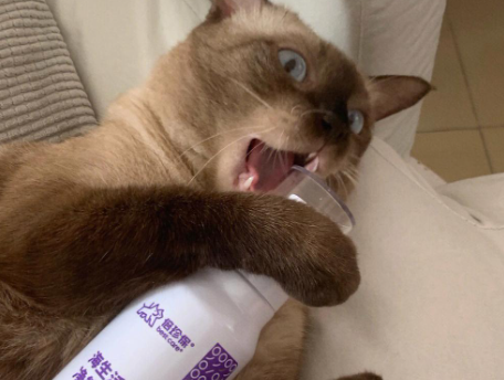 养猫必备:倍珍保大白瓶,让猫咪更健康! 养猫必备:倍珍保大白瓶,让猫咪更健康!