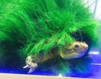 什么龟长绿毛 什么龟长绿毛