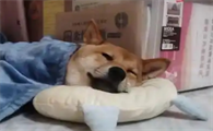 小狗能在空调屋睡觉吗