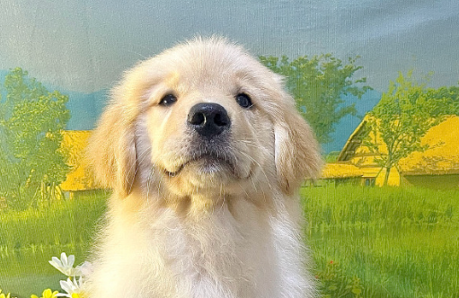 狗狗几个月开始训练大小便 狗狗几个月开始训练大小便