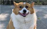 狗狗咳嗽应该怎么办呢