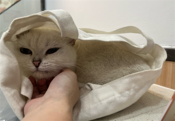 猫身上有皮屑像头皮屑