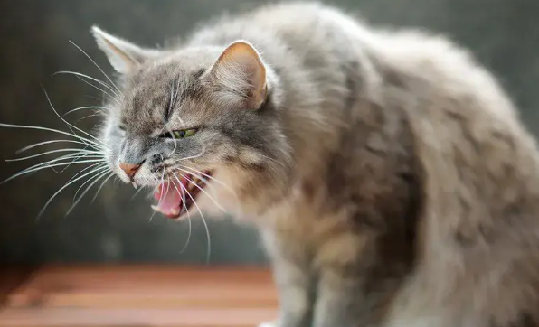 猫咪咳嗽是什么原因导致的 猫咪咳嗽是什么原因导致的
