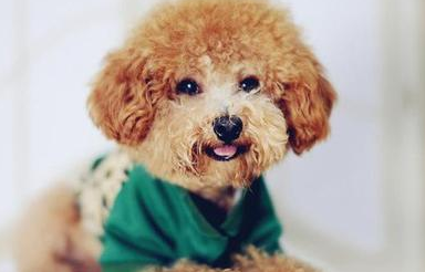 为什么泰迪是最流氓的狗:泰迪狗怎么养必知的7大要点 为什么泰迪是最流氓的狗:泰迪狗怎么养必知的7大要点