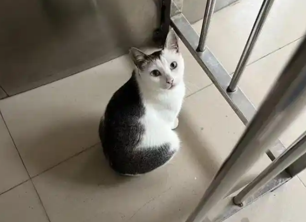 流浪猫连续伤人被捕杀，应看到校园管理的“两难”境地
