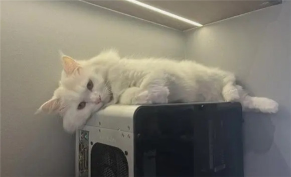 猫咪无精打采一直想睡是为什么呢 猫咪无精打采一直想睡是为什么呢