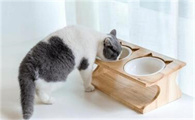 小猫一次喂多少毫升奶