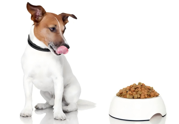 哪些品牌的狗零食好?2025十大狗零食品牌推荐 哪些品牌的狗零食好?2025十大狗零食品牌推荐