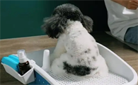 狗厕所是不是智商税？狗厕所值得买吗？