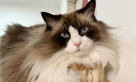 猫咪咳嗽的原因