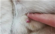 母猫乳房里面特别大硬块是怎么了