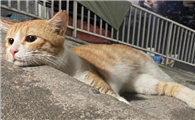 什么情况可能导致猫咪抑郁症呢？