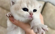 怎么给猫喂驱虫药